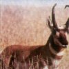 Antilope